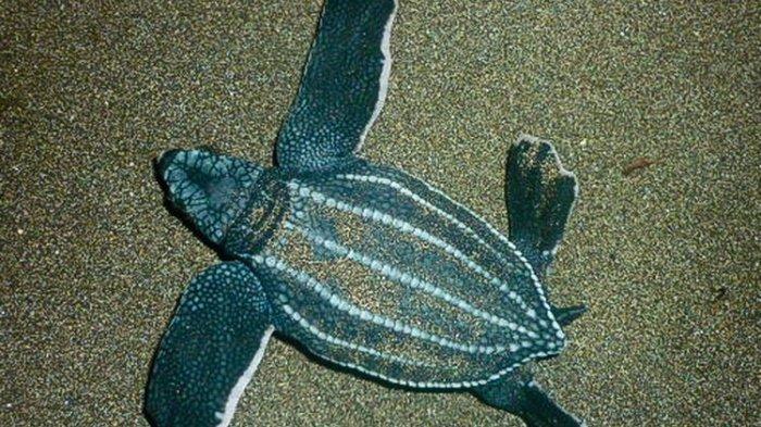 Dari Pantai ke Samudra: Siklus Hidup Menakjubkan Penyu Belimbing